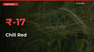 Sudden Shock! Chili Red Drops 16.91% in 24 Hours at Top Mandis