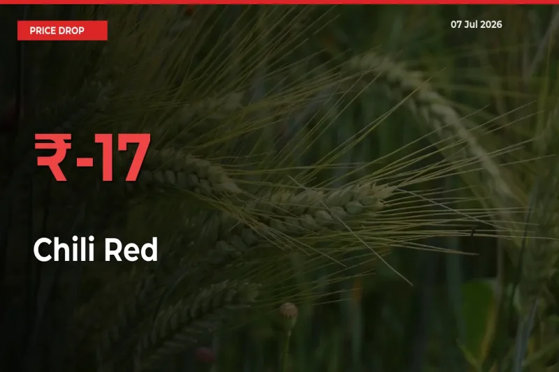 Sudden Shock! Chili Red Drops 16.91% in 24 Hours at Top Mandis