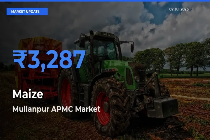 Maize Mandi Rate Today: Mullanpur APMC Tops the List