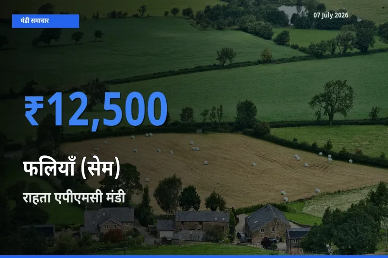 आज का मंडी भाव: फलियाँ (सेम) के सबसे ज़्यादा दाम राहता एपीएमसी में