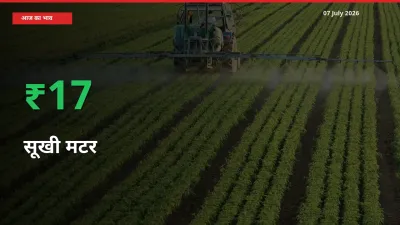 बाज़ार संकेत: सूखी मटर के भाव मंडी में 16.71% ऊपर