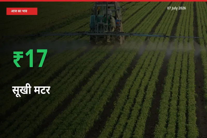 बाज़ार संकेत: सूखी मटर के भाव मंडी में 16.71% ऊपर