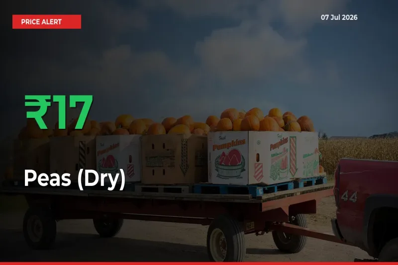 Peas (Dry) Mandi Rate Today: Prices Jump 16.71% at Market