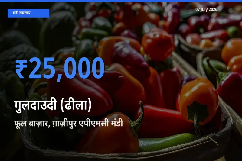 टॉप मंडी बना फूल बाज़ार, ग़ाज़ीपुर एपीएमसी! गुलदाउदी (ढीला) के सबसे ऊँचे दाम यहीं दर्ज
