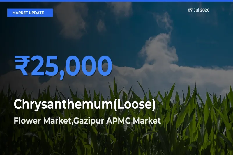 Flower Market,Gazipur APMC Offers ₹25,000 – Highest Chrysanthemum(Loose) Rate Today