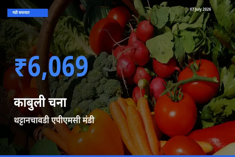 किसानों की पसंद बना थट्टानचावडी एपीएमसी, काबुली चना के सबसे अच्छे दाम