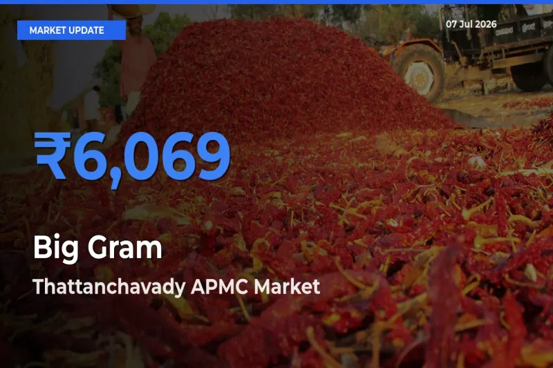 Thattanchavady APMC Tops Big Gram Rates – July 07 Market Update
