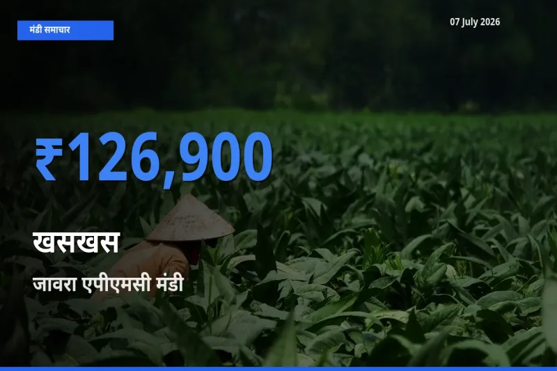 आज खसखस के सबसे ज़्यादा दाम जावरा एपीएमसी मंडी में दर्ज