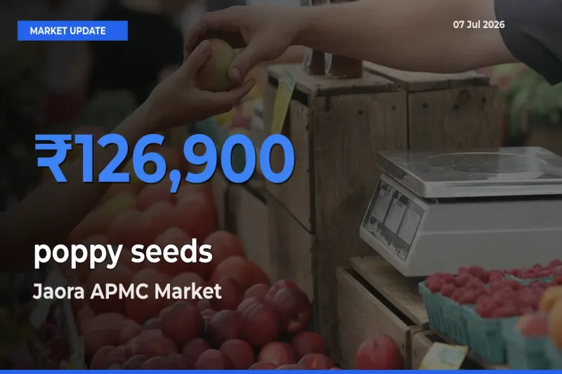 Farmers Prefer Jaora APMC as poppy seeds Hits Highest Rate