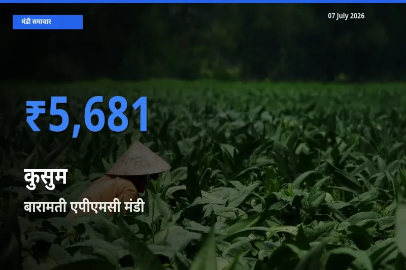 बारामती एपीएमसी में कुसुम का आज सबसे ऊँचा भाव
