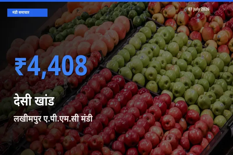 आज देसी खांड के सबसे ऊँचे दाम ₹4,408 लखीमपुर ए.पी.एम.सी मंडी में