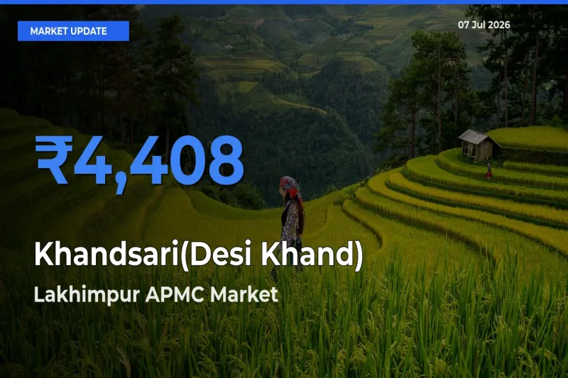 Farmers Prefer Lakhimpur APMC as Khandsari(Desi Khand) Hits Highest Rate
