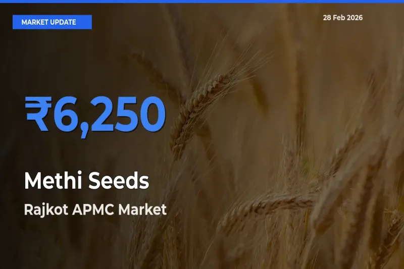 Rajkot APMC Records Highest ₹6,250 Rate for Methi Seeds