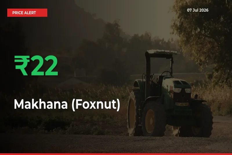 Why Makhana (Foxnut) Prices Rose 22.49% in a Day at Mandis