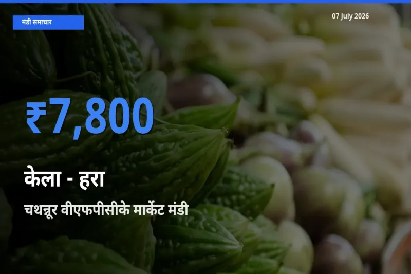आज का मंडी भाव: केला - हरा के सबसे ज़्यादा दाम चथन्नूर वीएफपीसीके मार्केट में