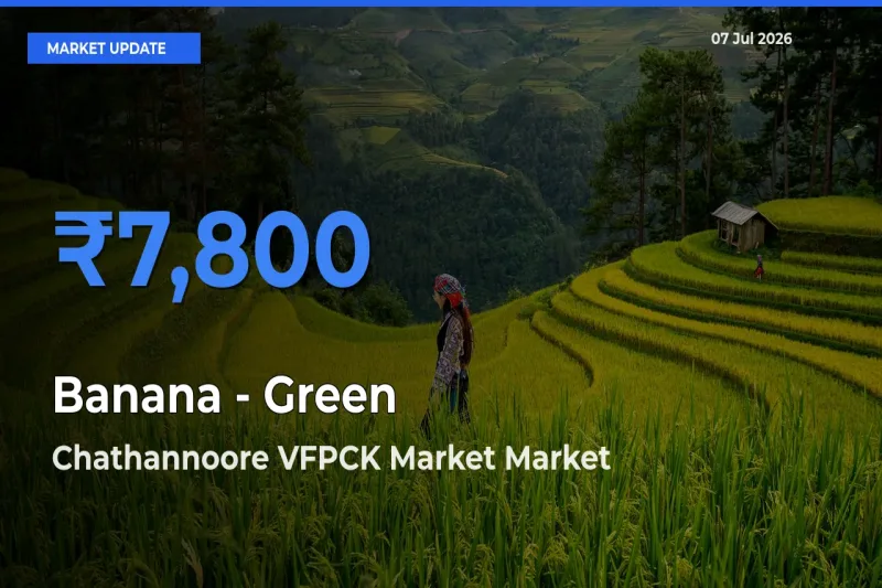 Chathannoore VFPCK Market Records Highest ₹7,800 Rate for Banana - Green