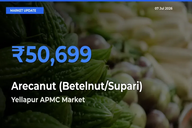 Farmers Prefer Yellapur APMC as Arecanut (Betelnut/Supari) Hits Highest Rate