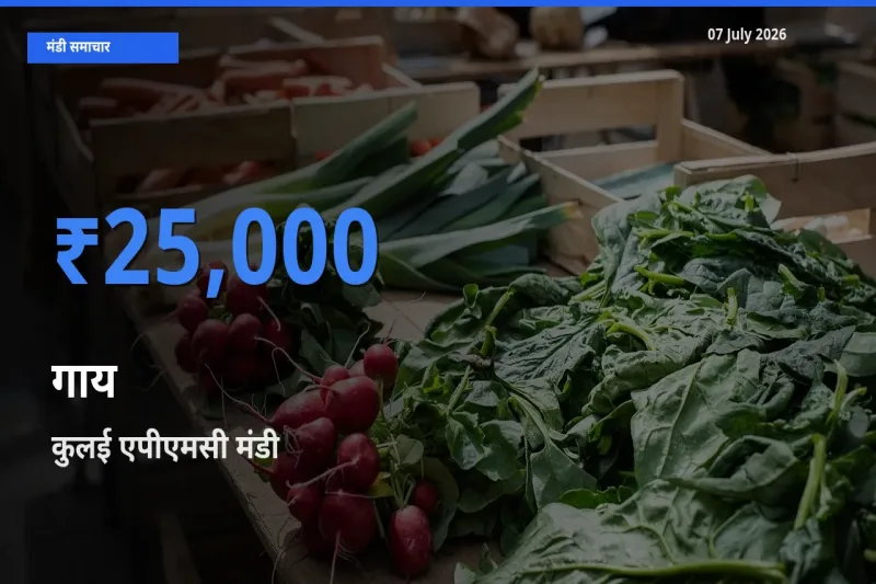 टॉप मंडी बना कुलई एपीएमसी! गाय के सबसे ऊँचे दाम यहीं दर्ज