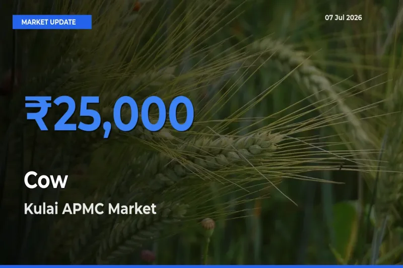 Kulai APMC Tops Cow Rates – July 07 Market Update