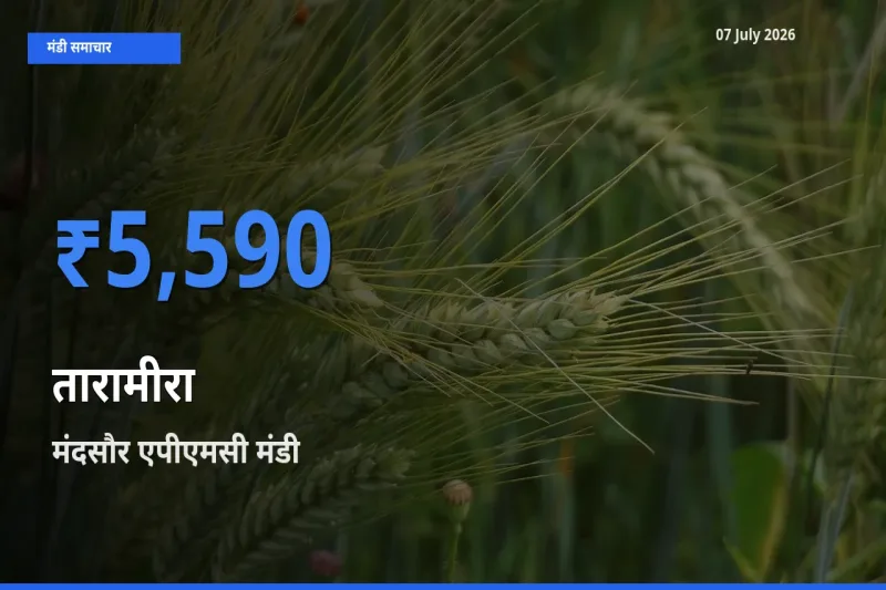 आज तारामीरा के सबसे ज़्यादा दाम मंदसौर एपीएमसी मंडी में दर्ज