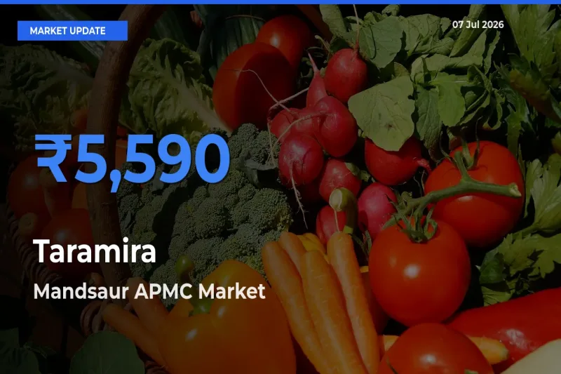 Farmers Prefer Mandsaur APMC as Taramira Hits Highest Rate