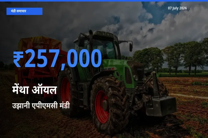 उझानी एपीएमसी मंडी में आज मेंथा ऑयल के सबसे ऊँचे दाम दर्ज