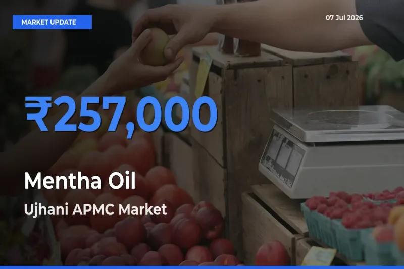 Ujhani APMC Records Highest ₹257,000 Rate for Mentha Oil