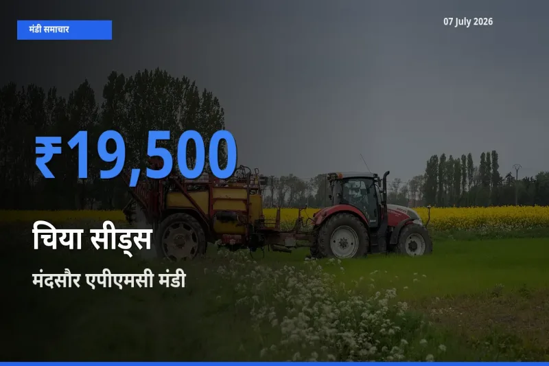 मंदसौर एपीएमसी मंडी में चिया सीड्स ₹19,500 पर पहुँचा – आज का सर्वोच्च भाव
