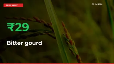 This Mandi Records 29.15% Jump in Bitter gourd Prices