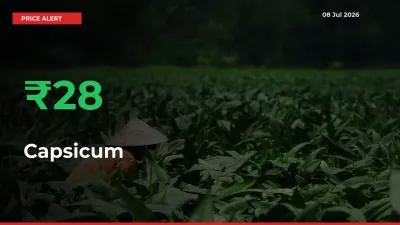 Capsicum Prices Rise 27.68% in a Day at Major Mandis