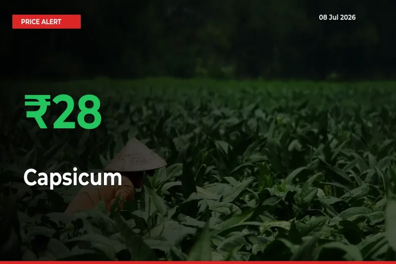 Capsicum Prices Rise 27.68% in a Day at Major Mandis