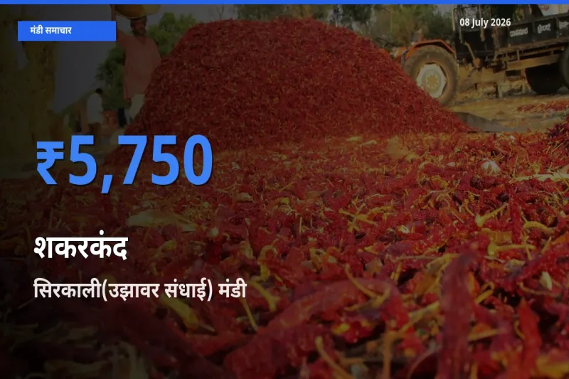 बाज़ार संकेत: सिरकाली(उझावर संधाई) बना शकरकंद के लिए आज की टॉप मंडी