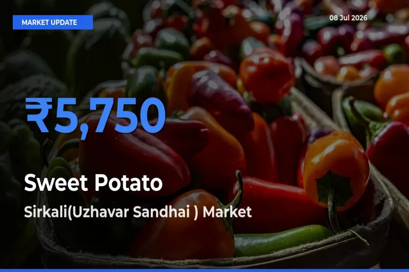 Top Performer! Sirkali(Uzhavar Sandhai ) Offers Best Sweet Potato Price Today