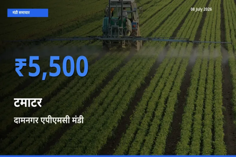 आज टमाटर के सबसे ज़्यादा दाम दामनगर एपीएमसी मंडी में दर्ज