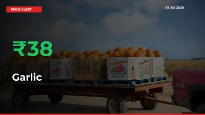 Garlic Prices Rise 38.23% in a Day at Major Mandis