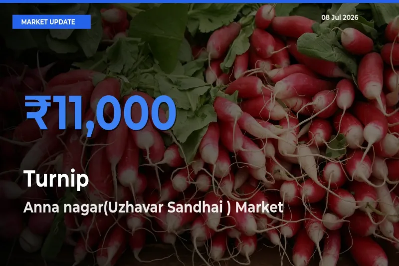 Market Watch: Anna nagar(Uzhavar Sandhai ) Becomes Top Mandi for Turnip