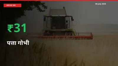 बाज़ार संकेत: पत्ता गोभी के भाव मंडी में 31.39% ऊपर
