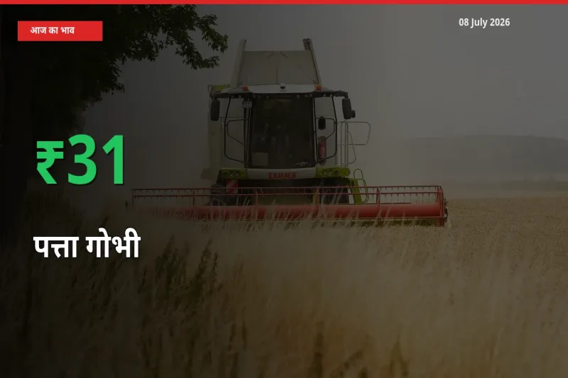 बाज़ार संकेत: पत्ता गोभी के भाव मंडी में 31.39% ऊपर