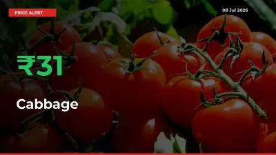 Sudden 31.39% Rally in Cabbage Prices Across Mandis