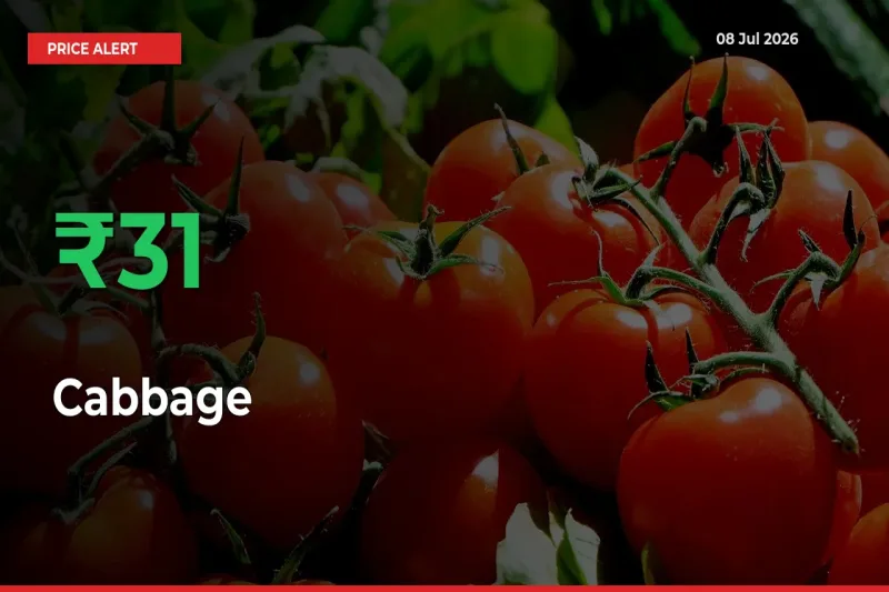 Sudden 31.39% Rally in Cabbage Prices Across Mandis