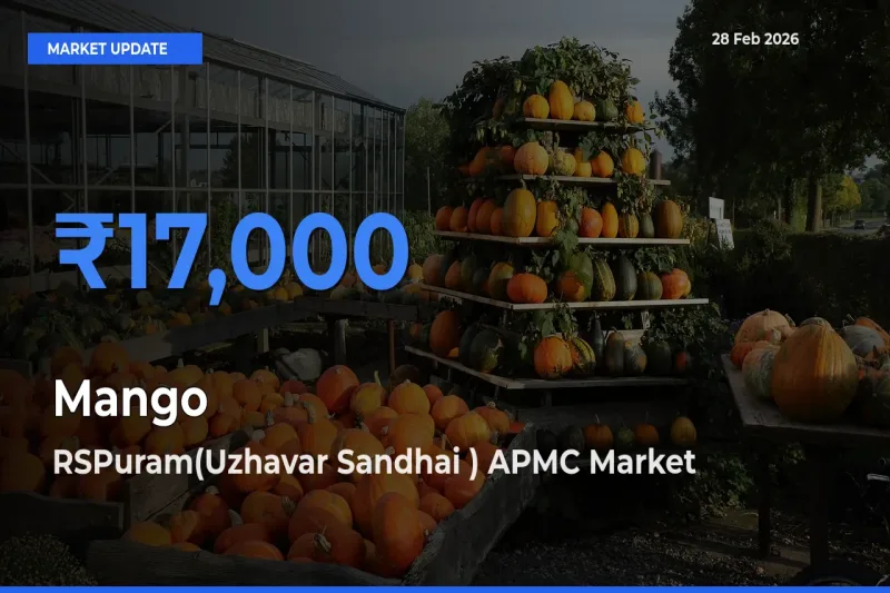 RSPuram(Uzhavar Sandhai ) APMC Emerges as Top Mandi for Mango Prices Today