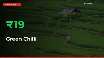 Big Rally! Green Chilli Climbs 19.37% in 24 Hours at Top Mandis
