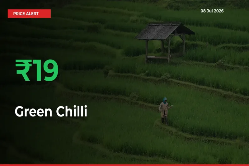 Big Rally! Green Chilli Climbs 19.37% in 24 Hours at Top Mandis