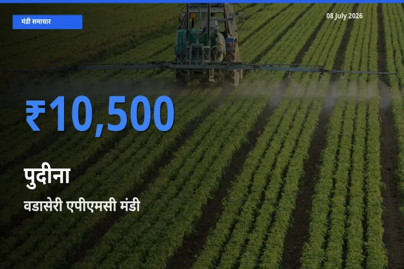 आज पुदीना के सबसे ज़्यादा दाम वडासेरी एपीएमसी मंडी में दर्ज