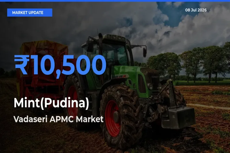 Vadaseri APMC Tops Mint(Pudina) Rates – July 08 Market Update