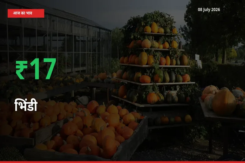 भिंडी 16.7% उछला, मंडी
