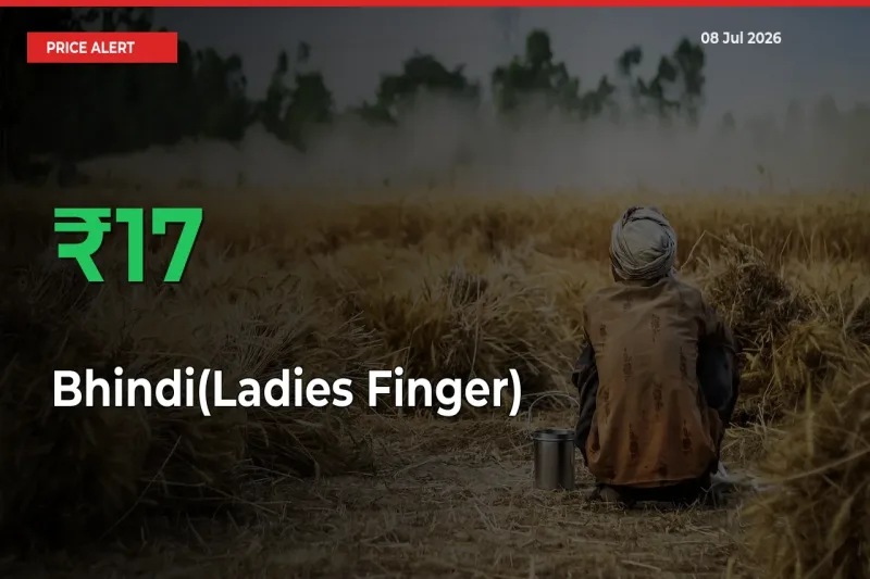 16.7% Spike in Bhindi(Ladies Finger) Prices – Mandi Sees Sudden Rally