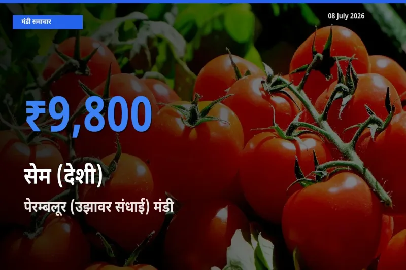 बाज़ार संकेत: पेरम्बलूर (उझावर संधाई) बना सेम (देशी) के लिए आज की टॉप मंडी