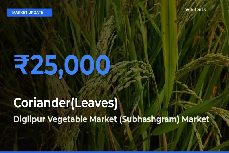 Market Watch: Diglipur Vegetable Market (Subhashgram) Becomes Top Mandi for Coriander(Leaves)