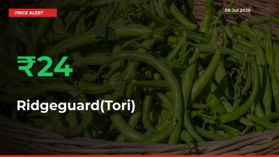 Ridgeguard(Tori) Prices Rise 23.82% in a Day at Major Mandis